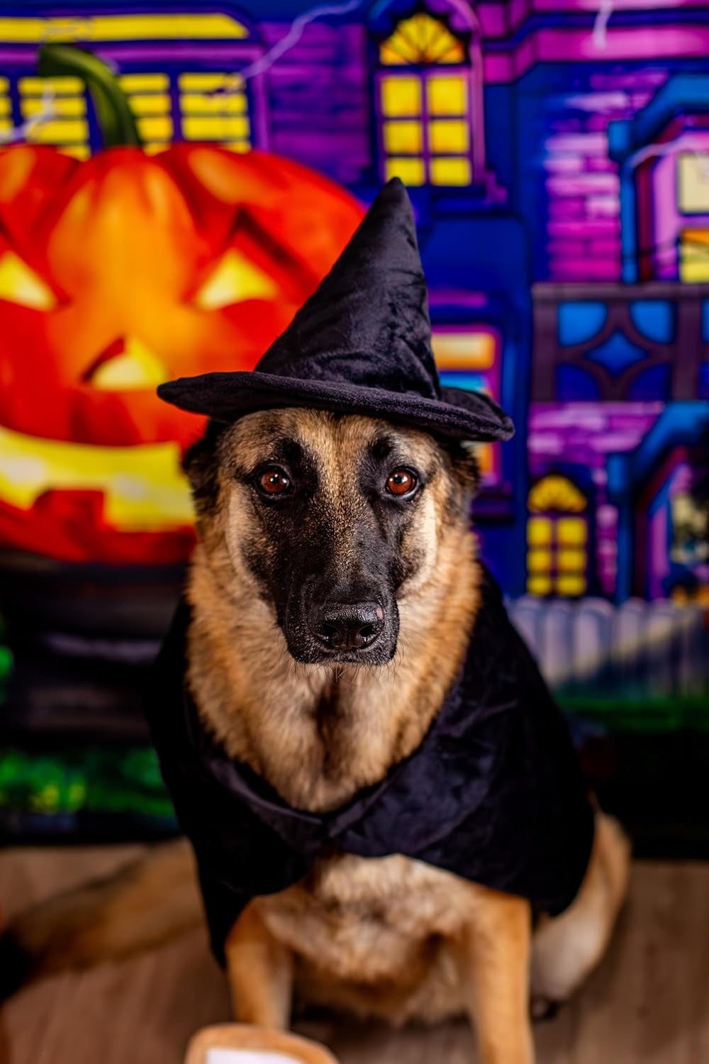 Halloween Witch Cape and Hat Dog Costume (Medium)