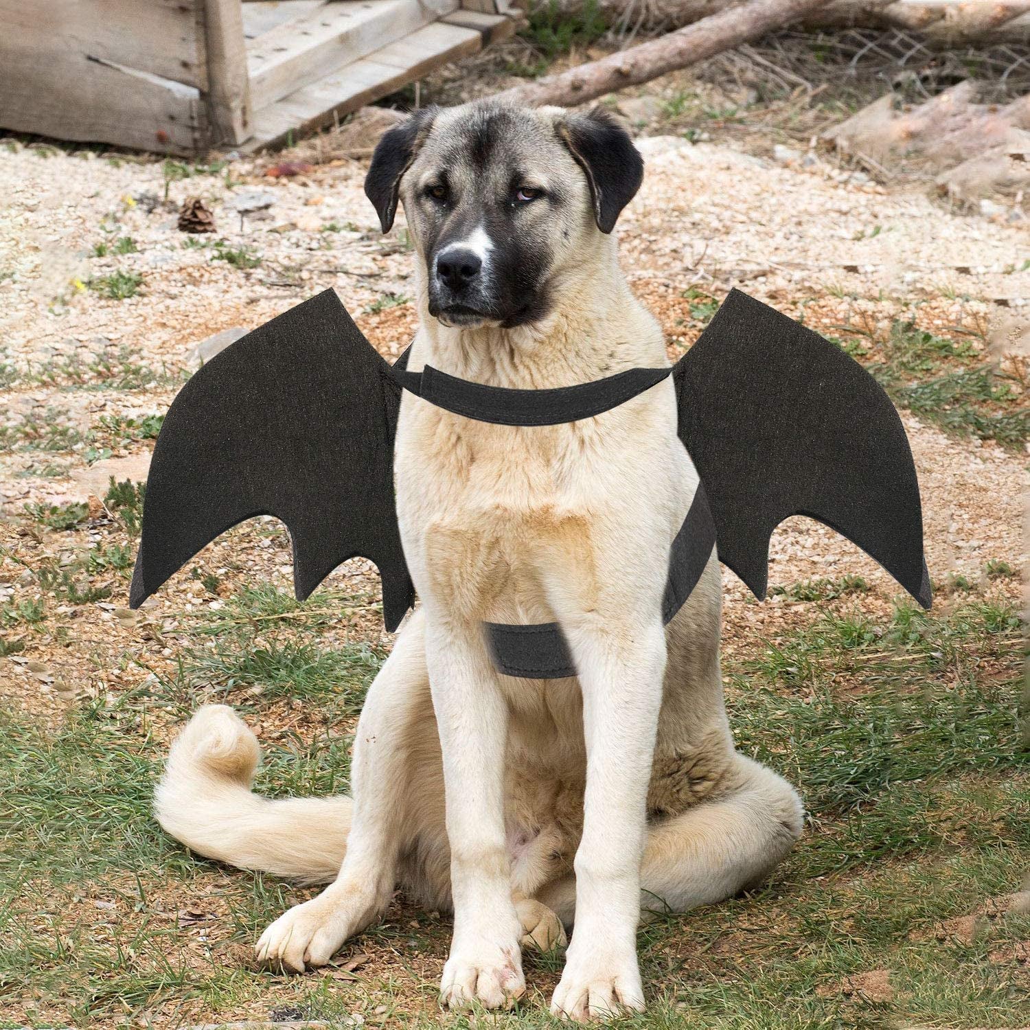 Dog Bat Costume - Halloween Pet Costume Bat Wings Cosplay Dog Costume Cat Costume for Party